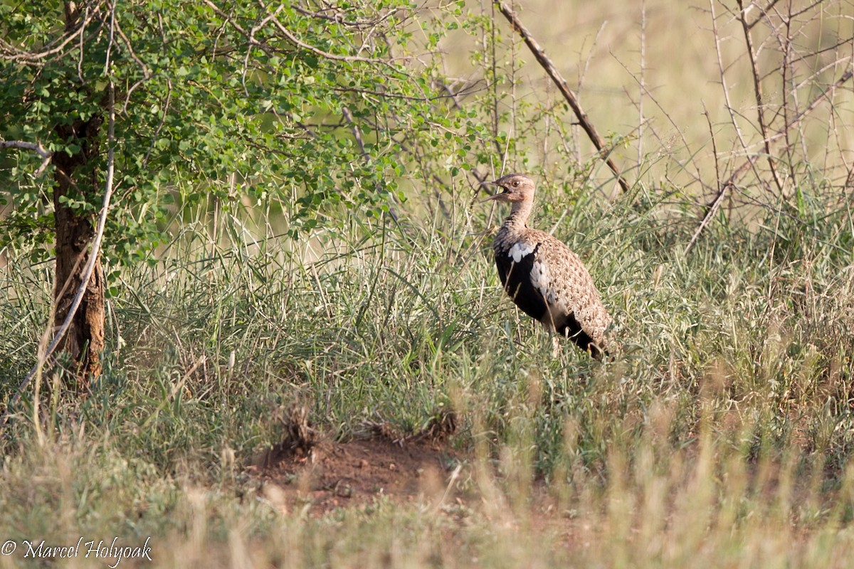 Red-crested Bustard - ML530066281