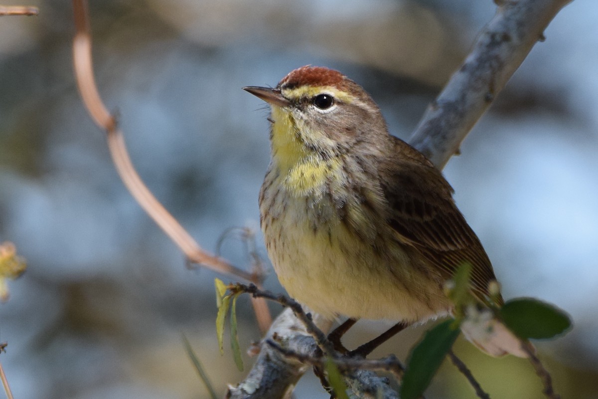 Palm Warbler - Perry Doggrell