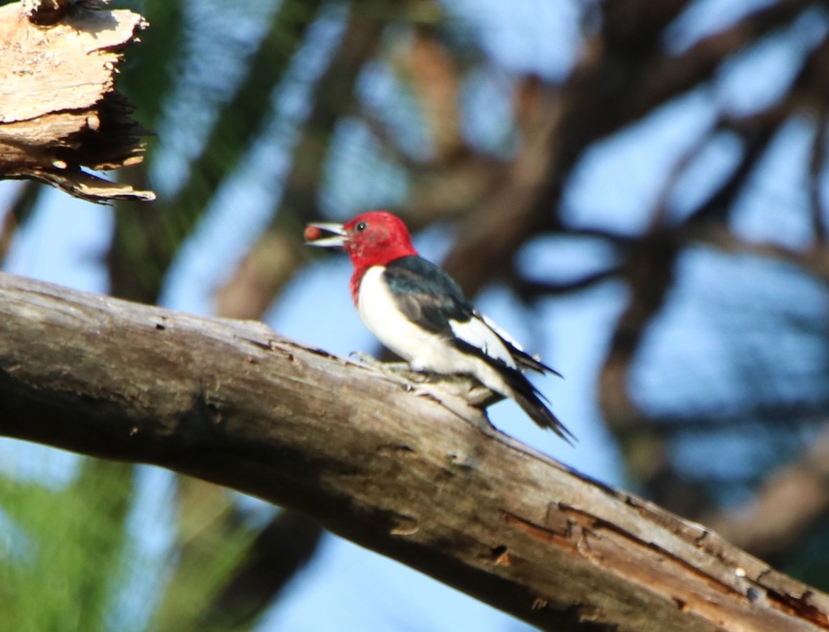 Red-headed Woodpecker - ML530066541