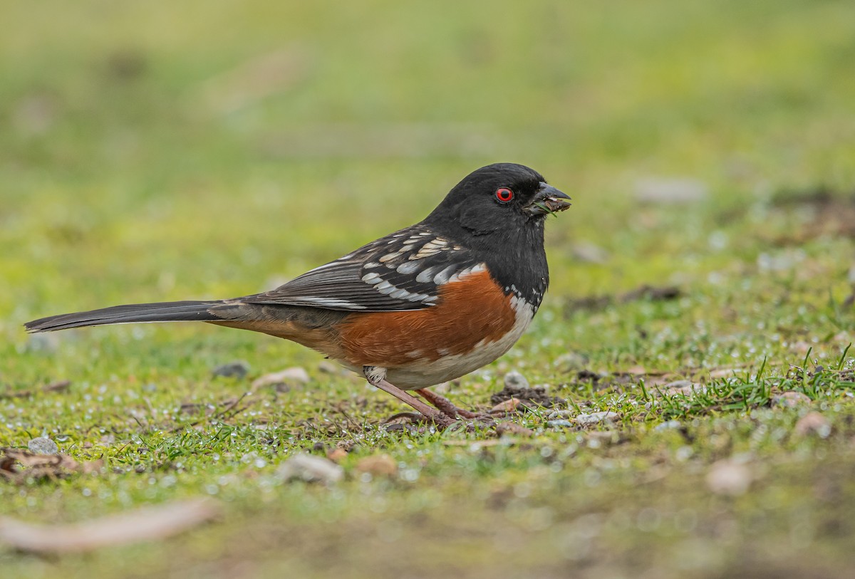 Spotted Towhee (maculatus Group) - Sunny Zhang