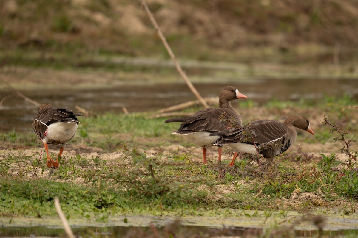 Greater White-fronted Goose - ML530068381