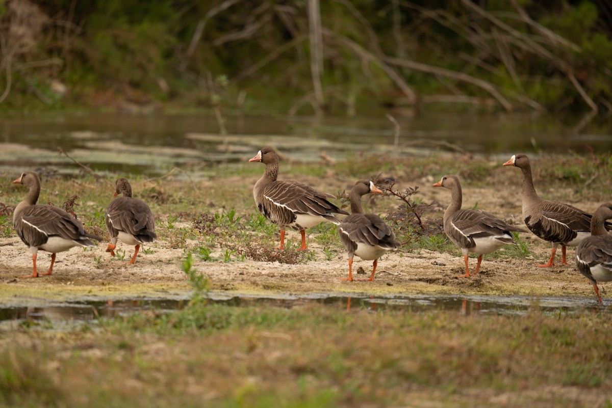 Greater White-fronted Goose - ML530068391