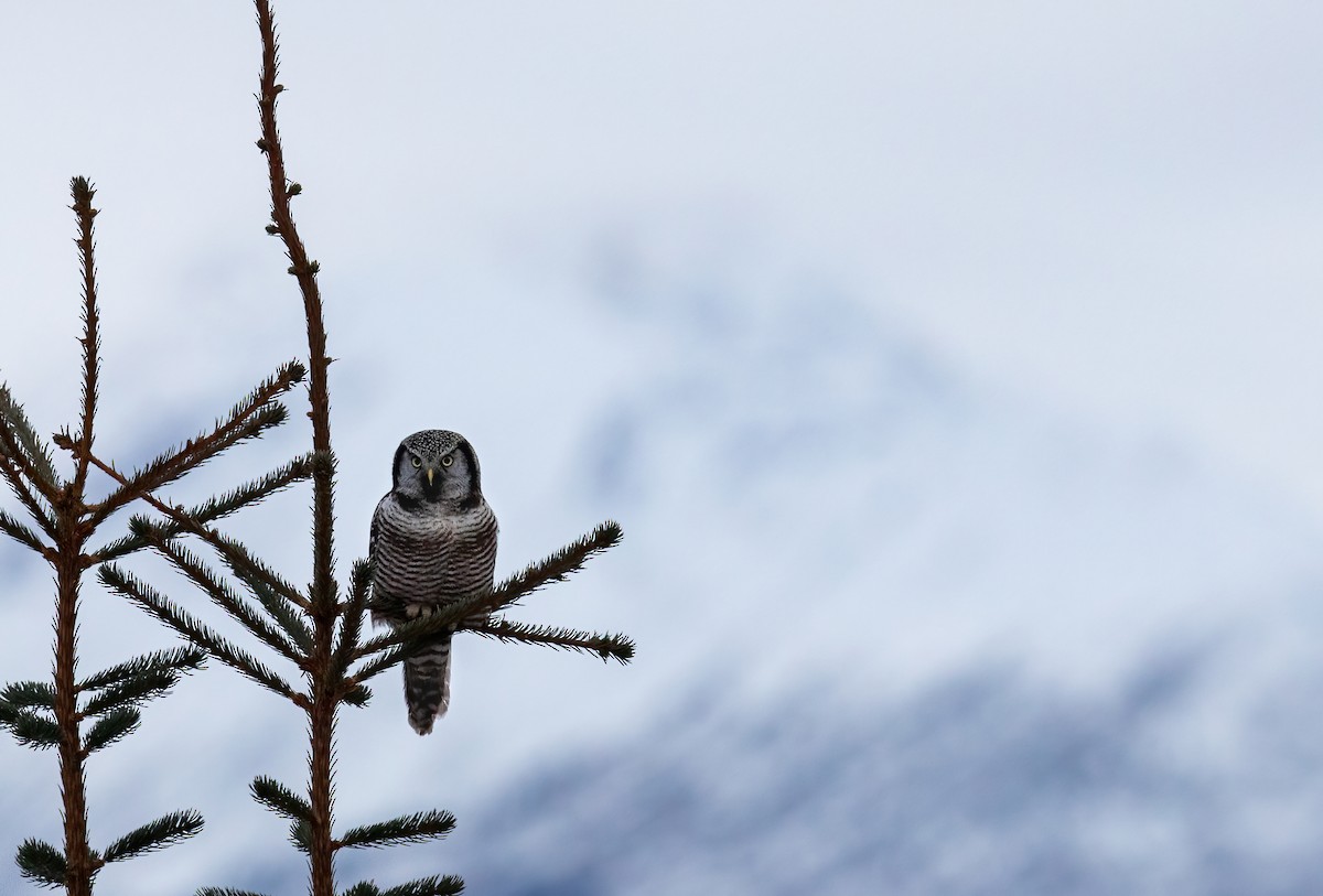 Northern Hawk Owl - Joey  Hausler