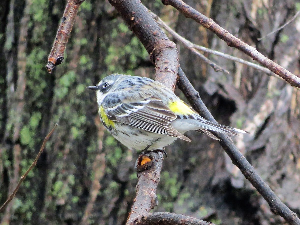 Yellow-rumped Warbler - Amy Didion
