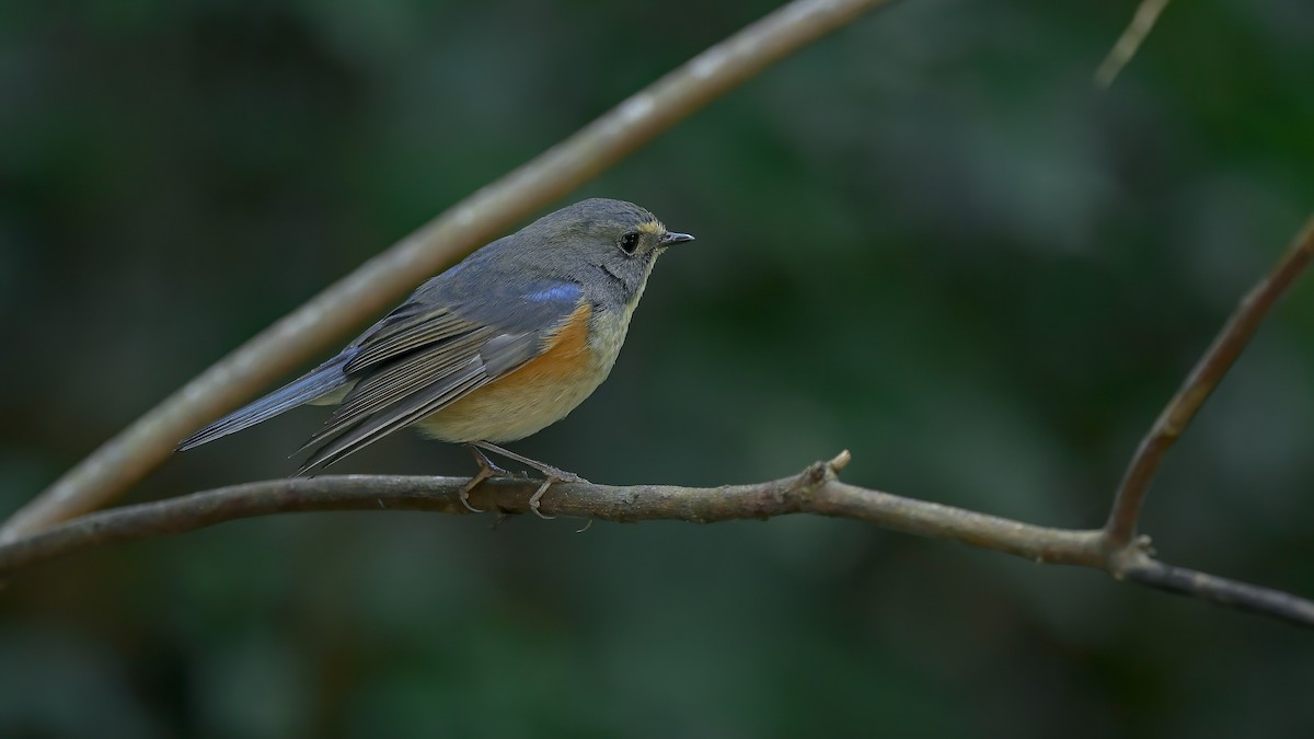 Red-flanked Bluetail - ML530073901