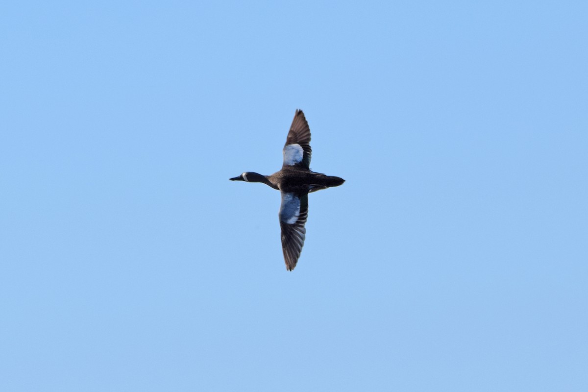 Blue-winged Teal - Perry Doggrell