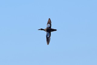 Blue-winged Teal, ML53007491