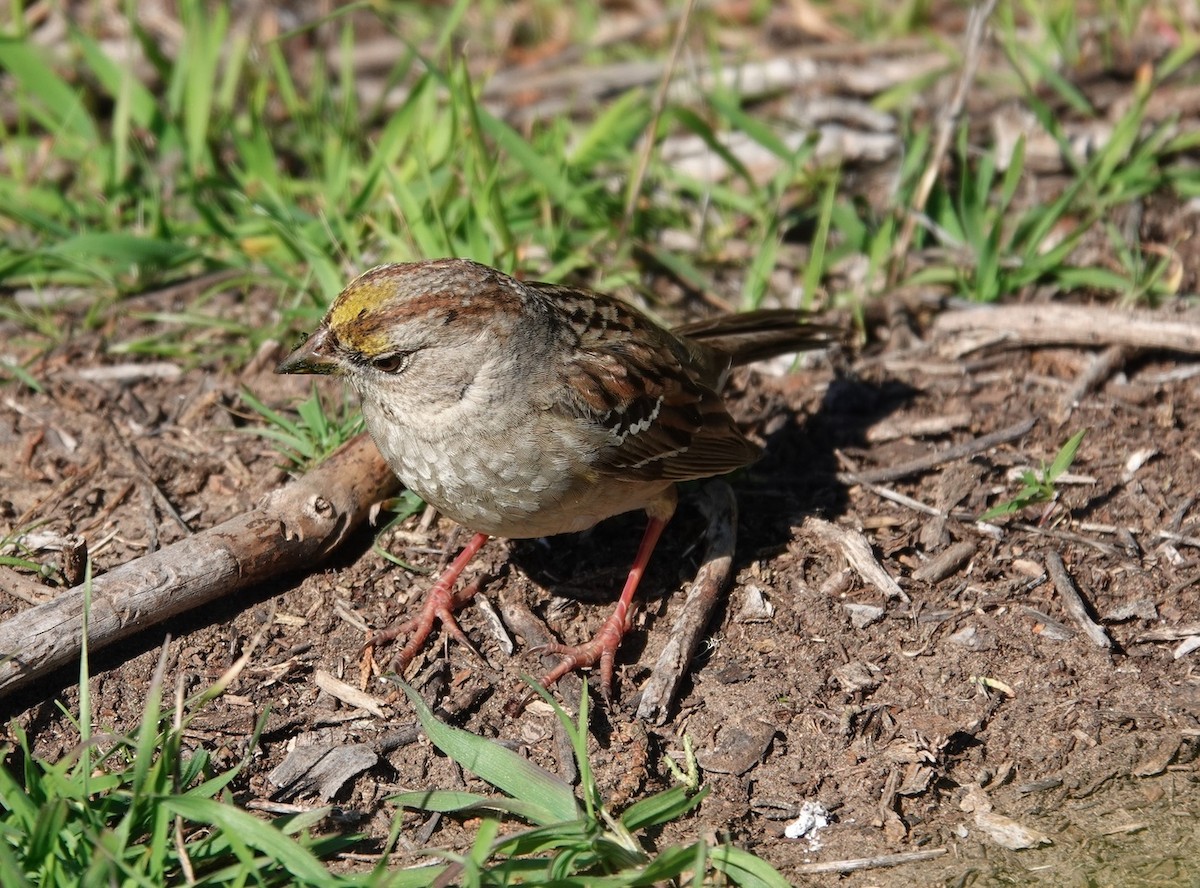Golden-crowned Sparrow - ML530079991