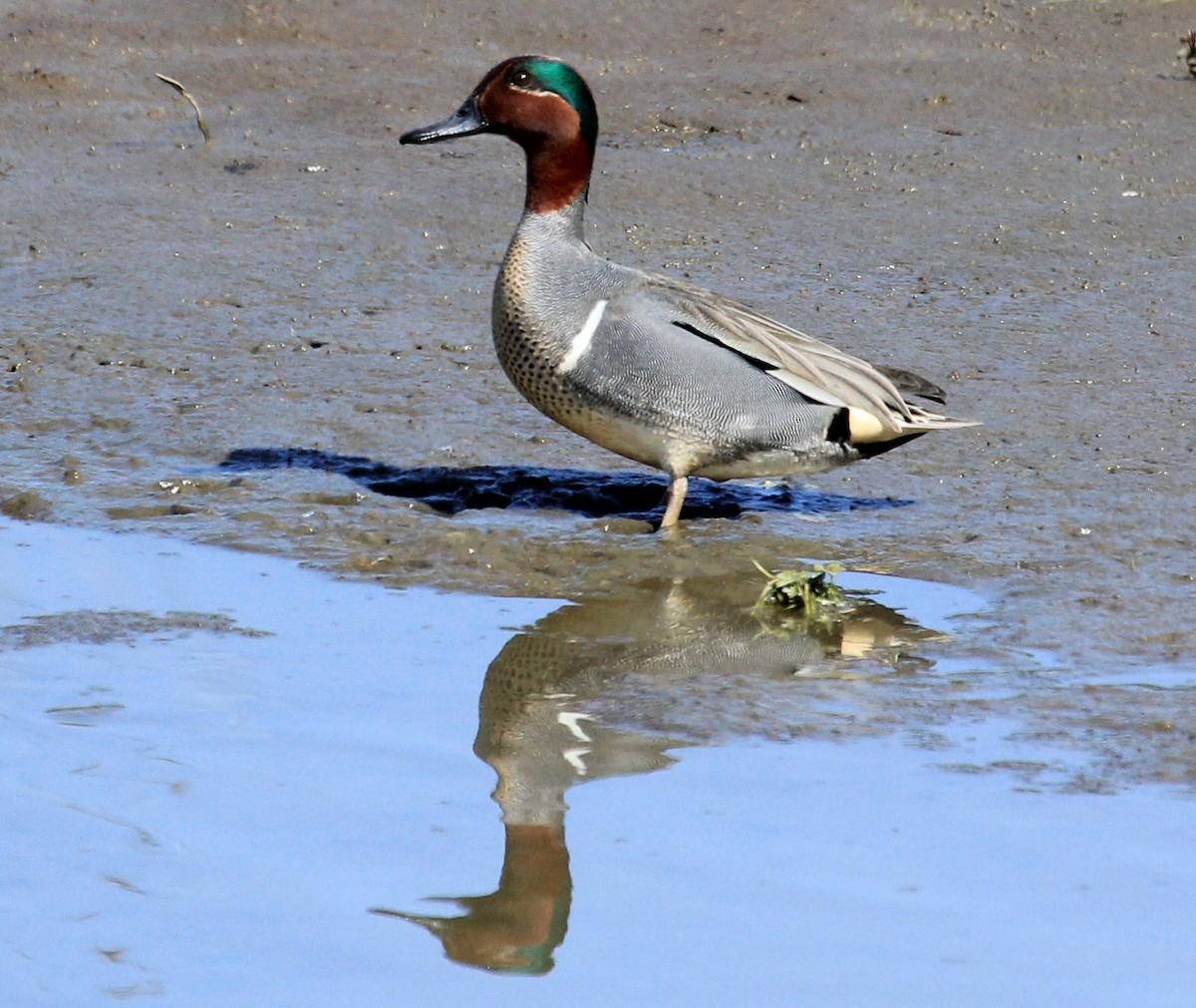 Green-winged Teal - ML53008041