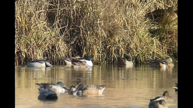 Blue-winged Teal - ML530082631