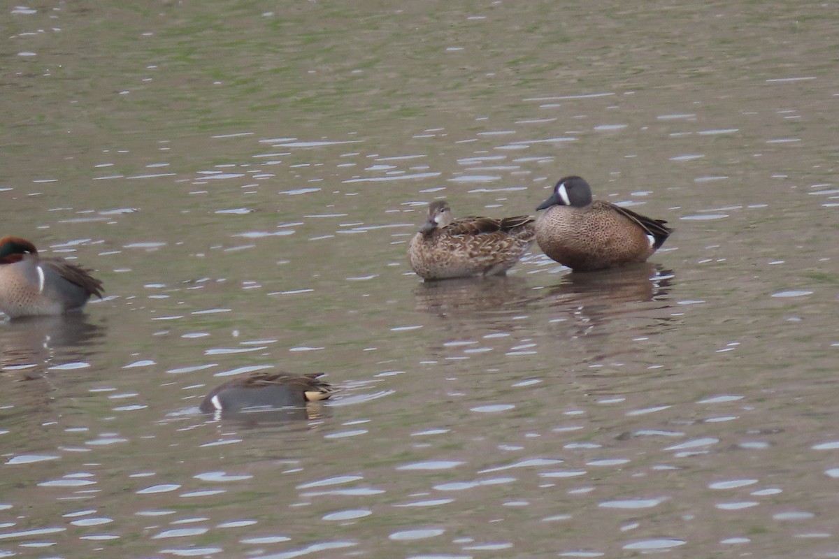 Blue-winged Teal - ML530082981