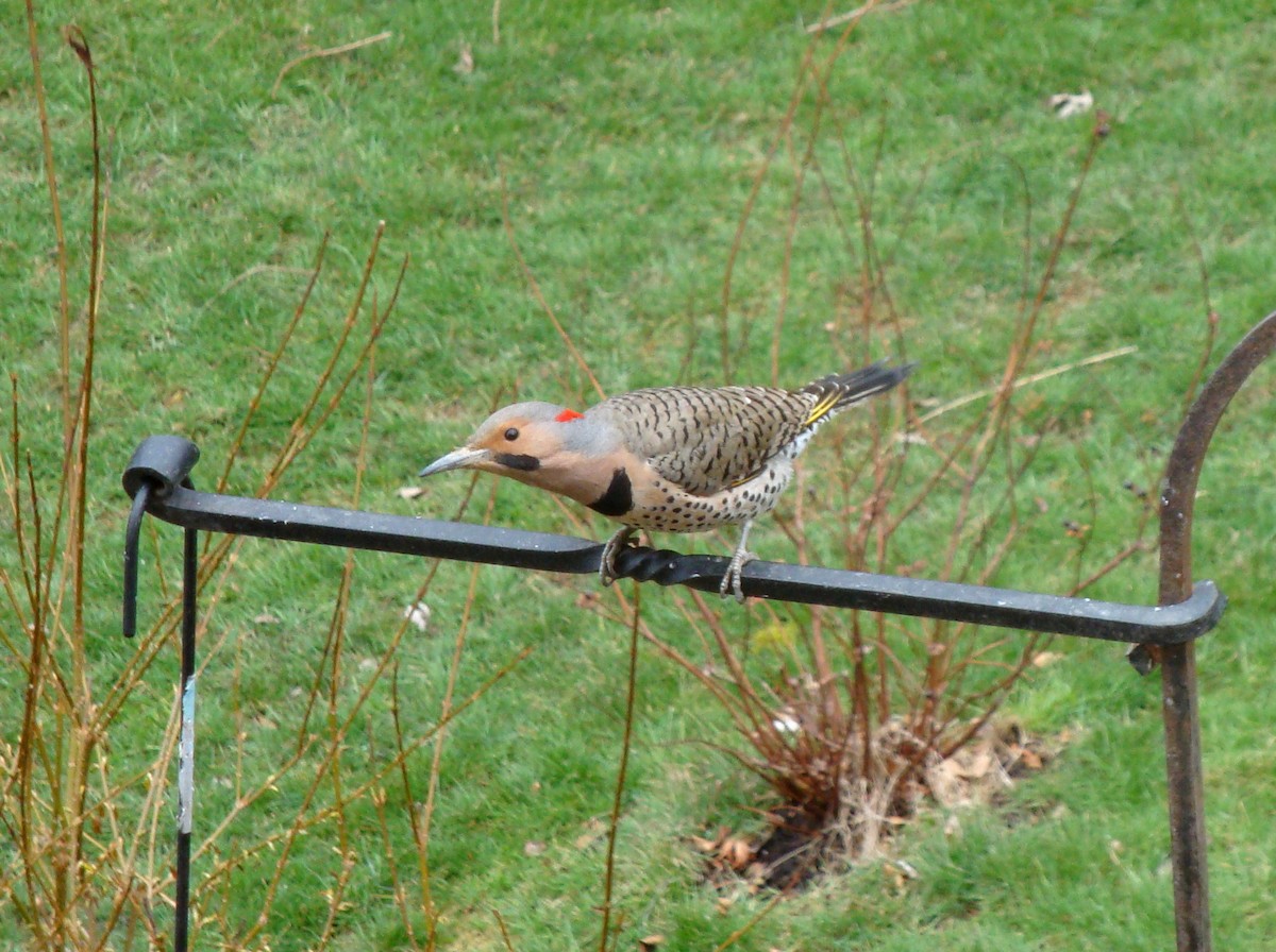 Northern Flicker (Yellow-shafted) - ML53008341