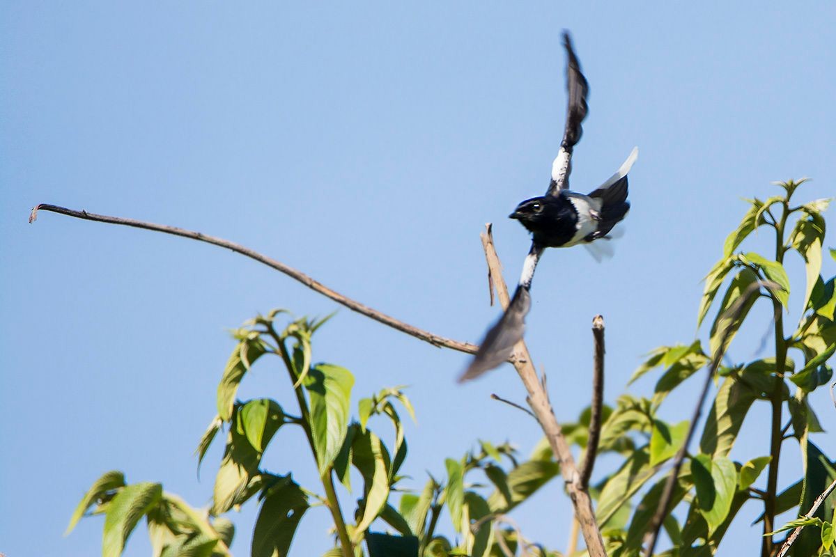 Madagascar Magpie-Robin (White-winged) - ML530085741