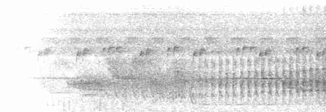  - White-eared Jacamar