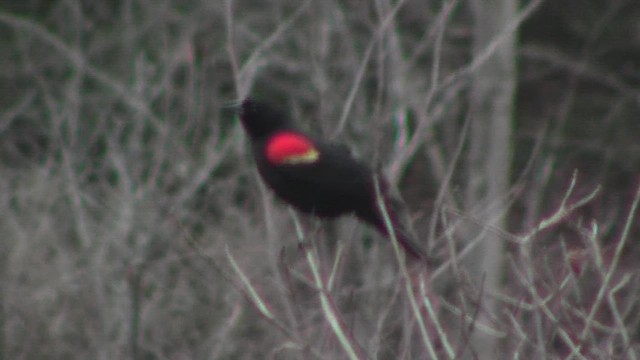 Red-winged Blackbird (Red-winged) - ML530088651