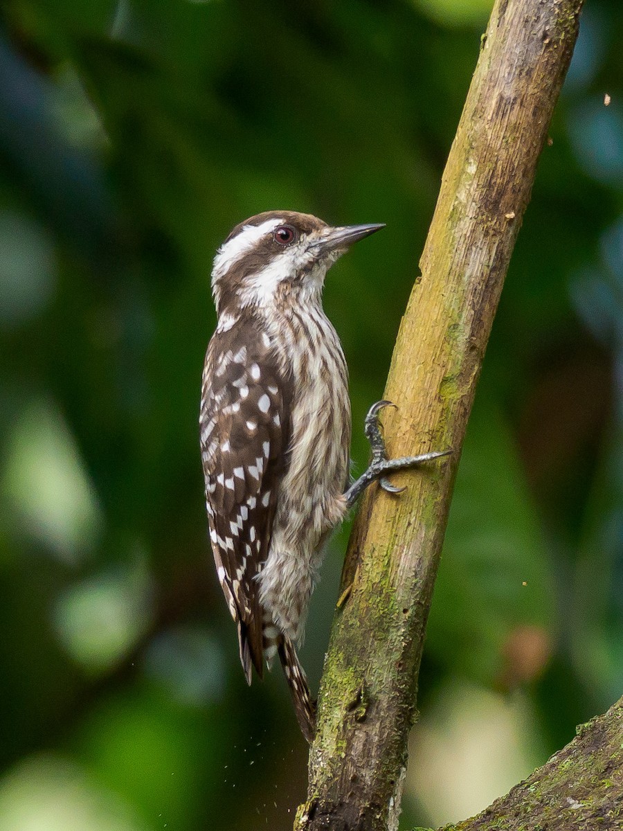 Sunda Pygmy Woodpecker - Karyne Wee