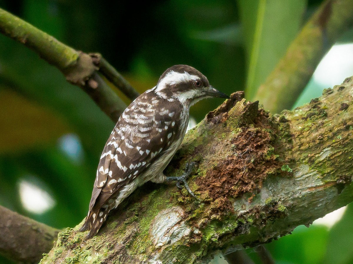Sunda Pygmy Woodpecker - ML530091791