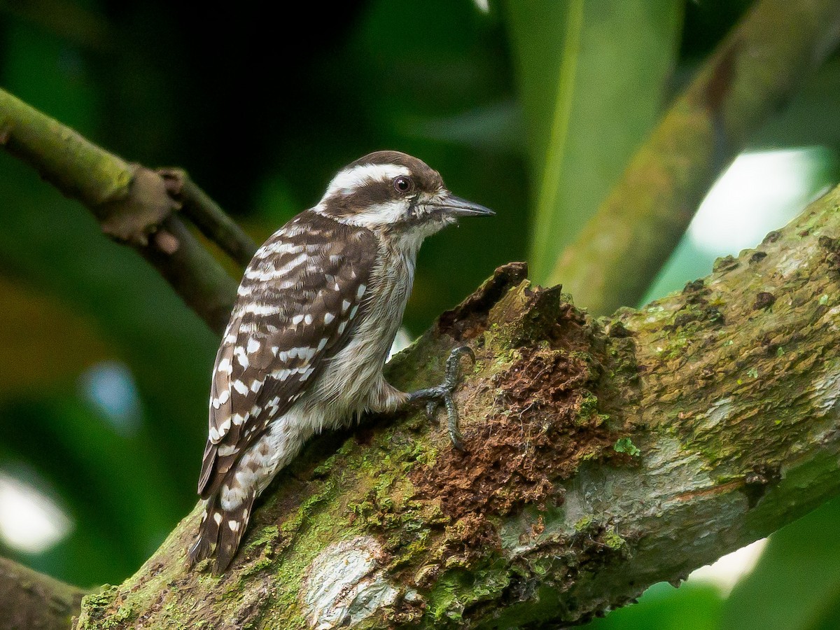 Sunda Pygmy Woodpecker - ML530091881