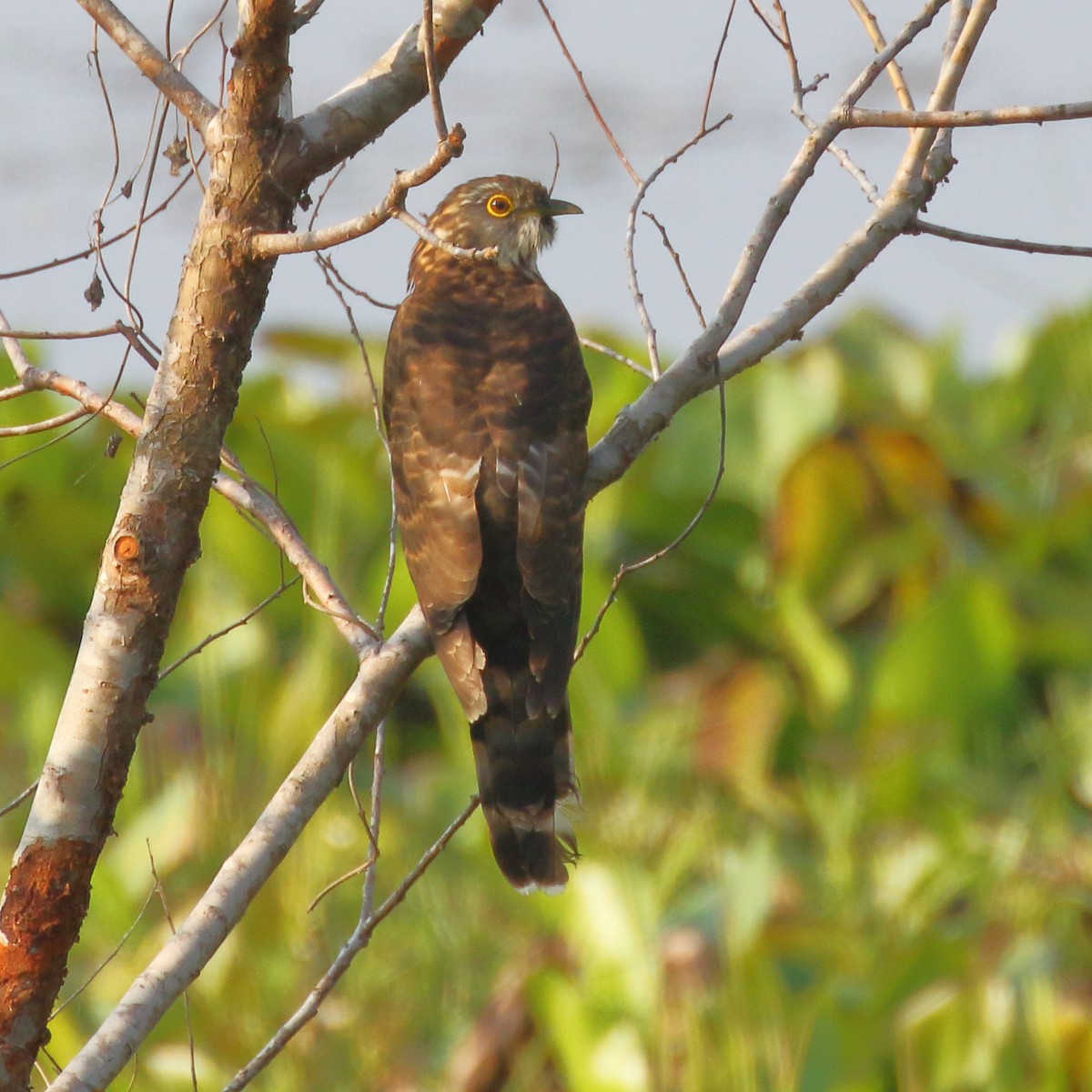 Large Hawk-Cuckoo - Paul Anderson