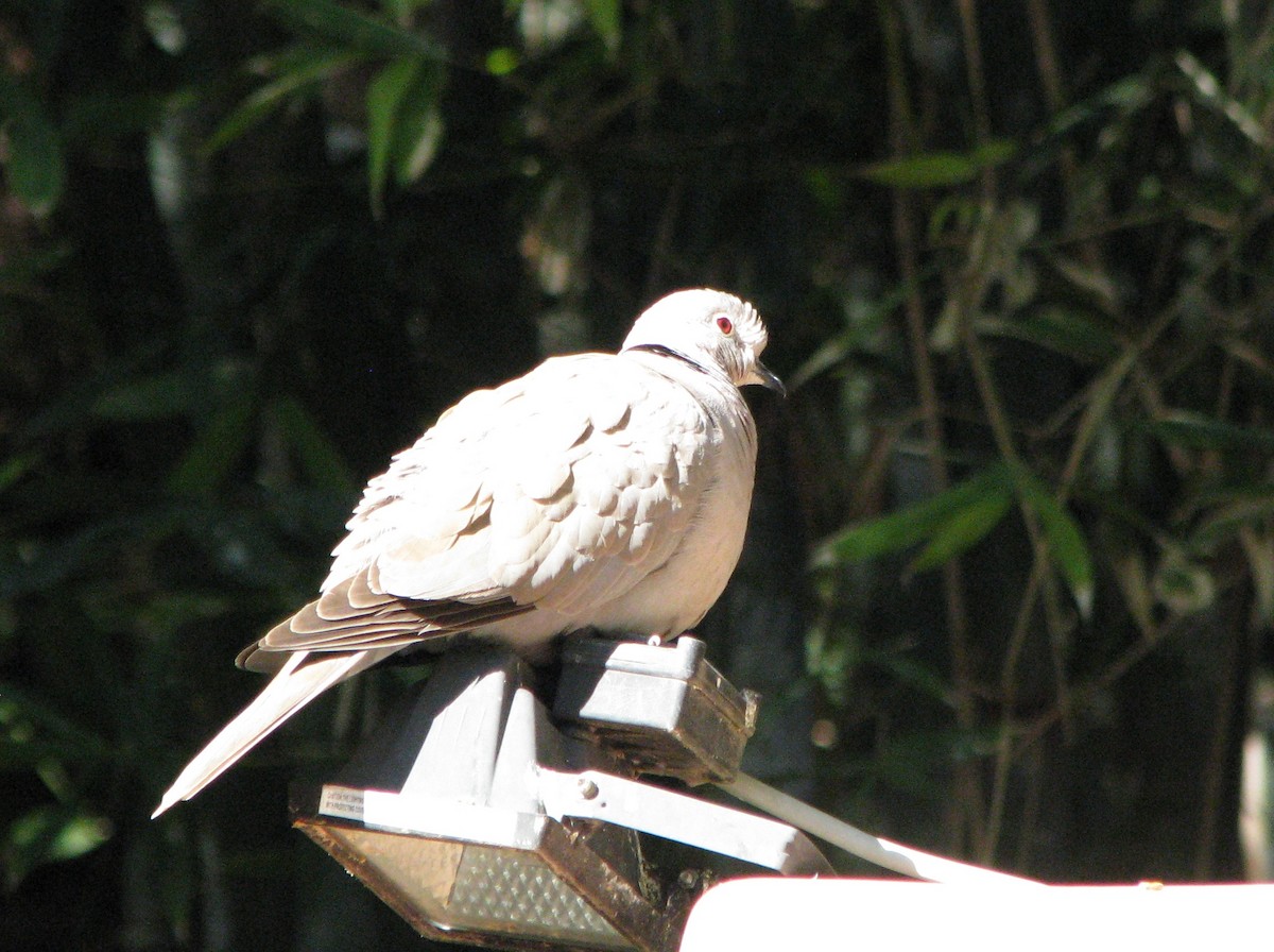 Eurasian Collared-Dove - ML53009411