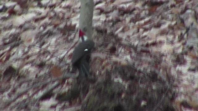 Pileated Woodpecker - ML530095361