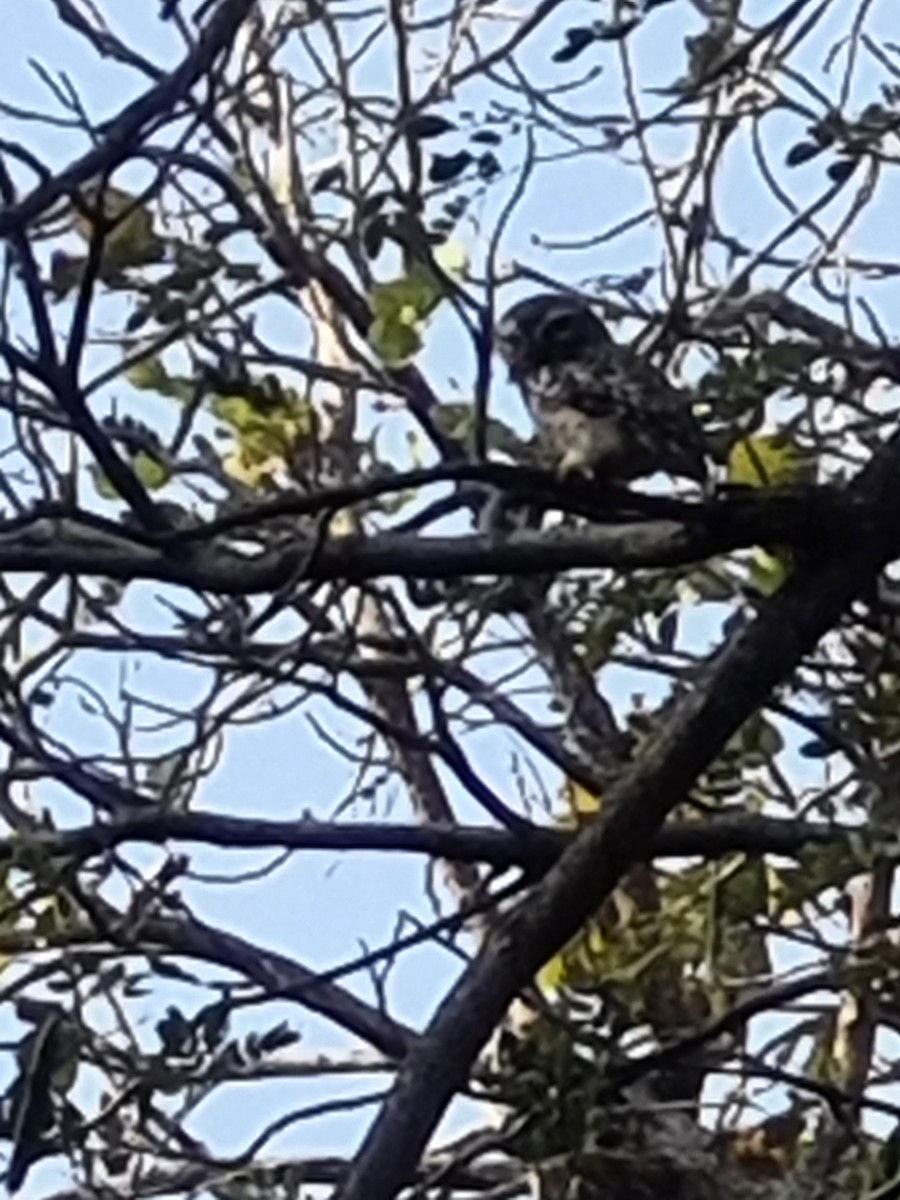 Spotted Owlet - Thanapat Sombatwattana
