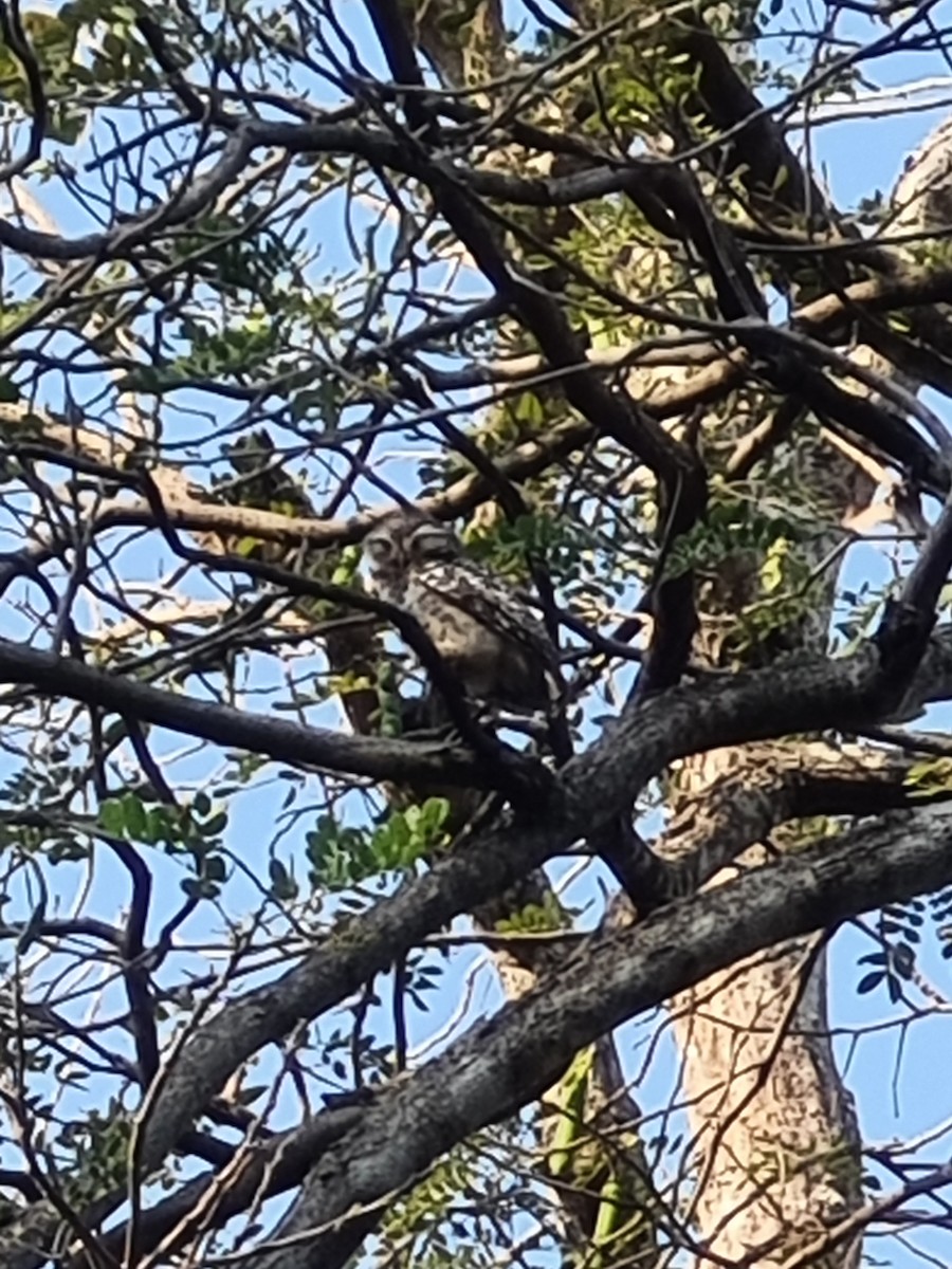 Spotted Owlet - ML530096721