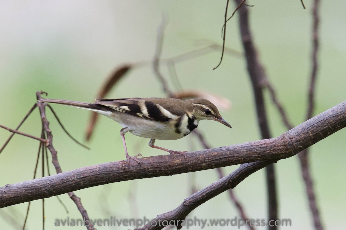 Forest Wagtail - Vincent Yeow-Ming NG