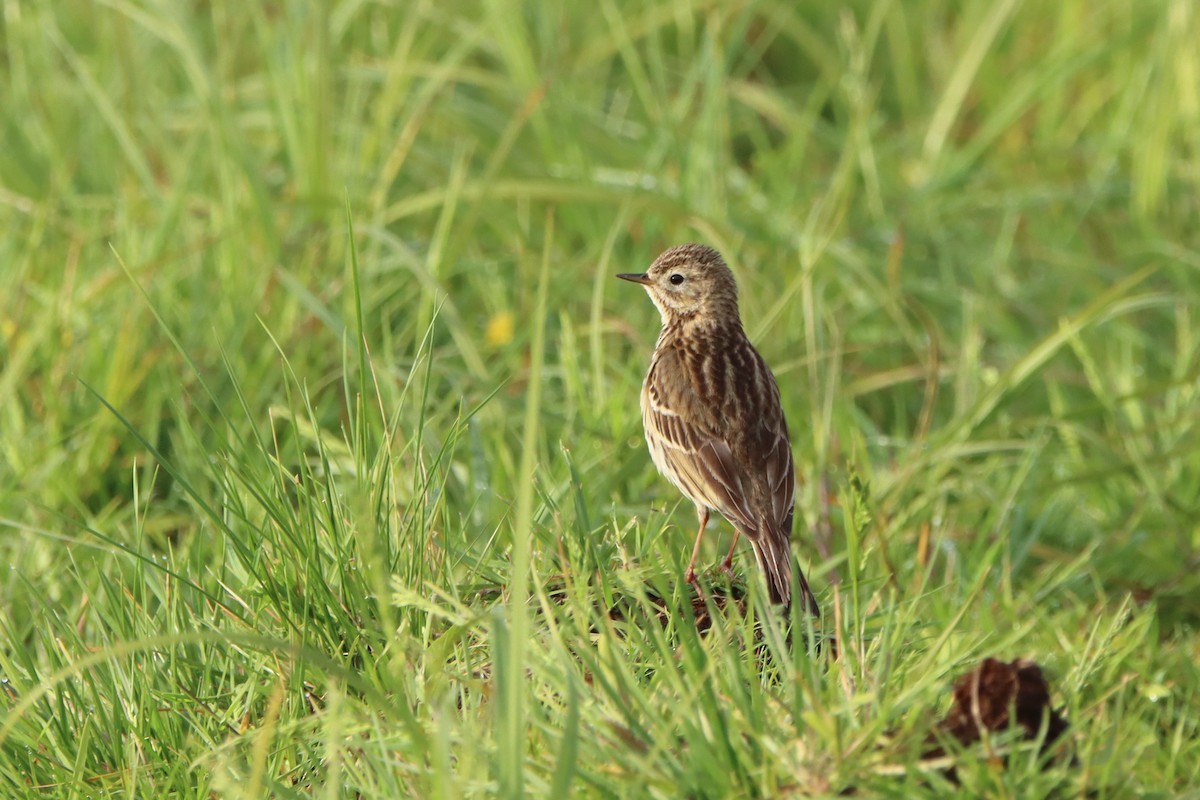 Meadow Pipit - ML530100111