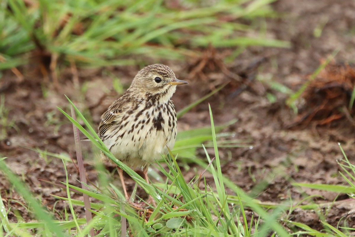 Meadow Pipit - ML530100121
