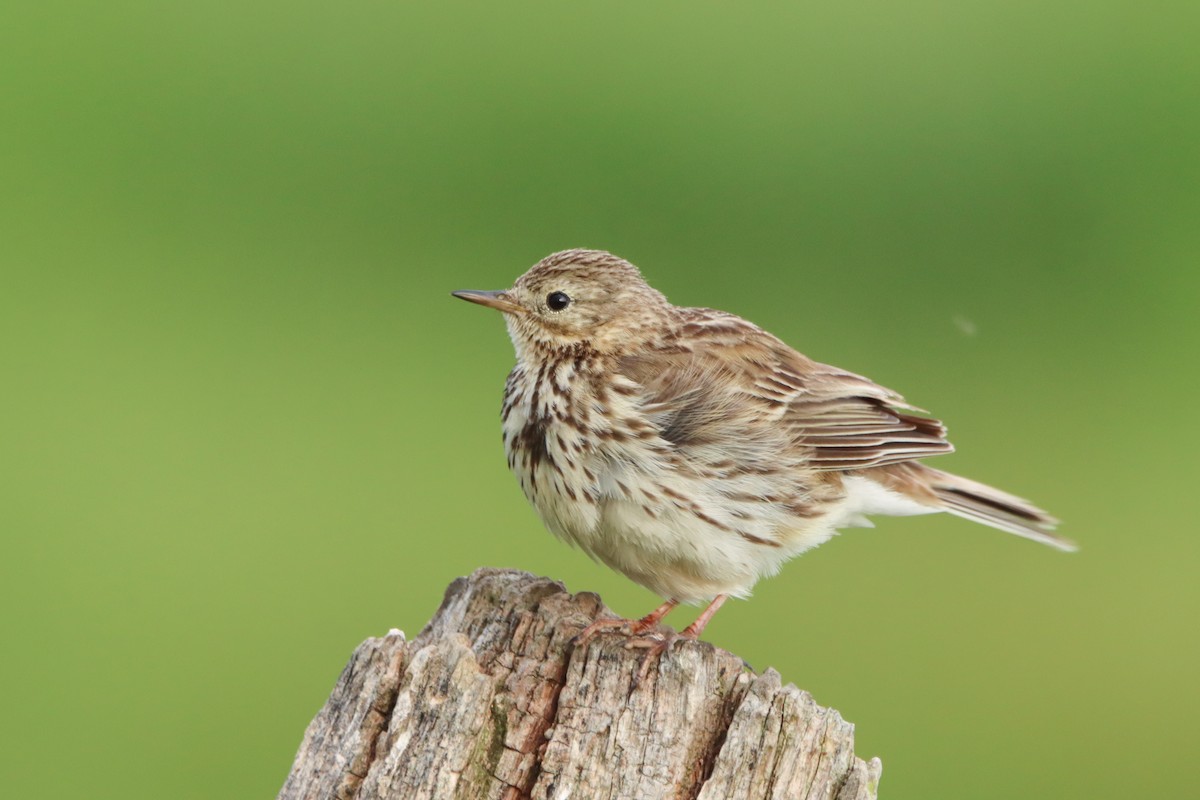 Meadow Pipit - ML530100321