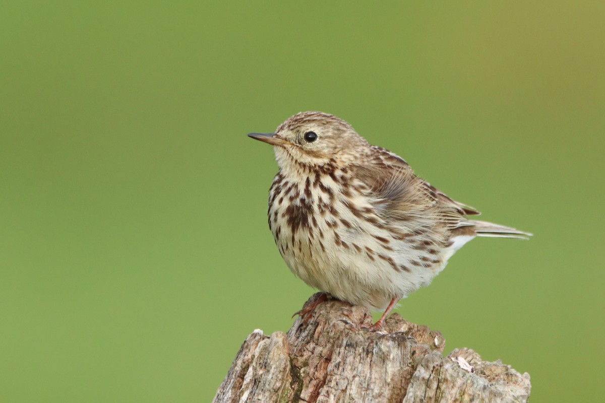 Meadow Pipit - ML530100331