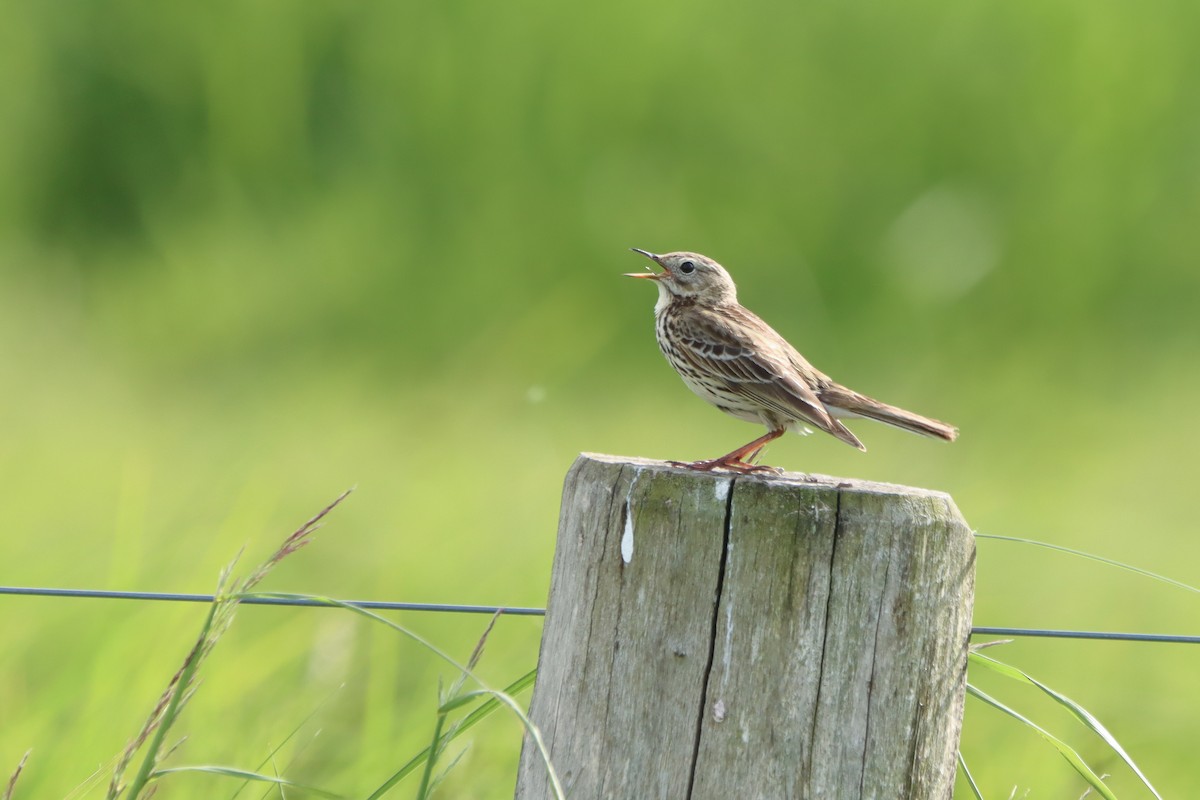 Meadow Pipit - ML530100351