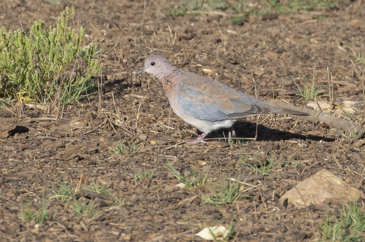 Laughing Dove - ML530101091