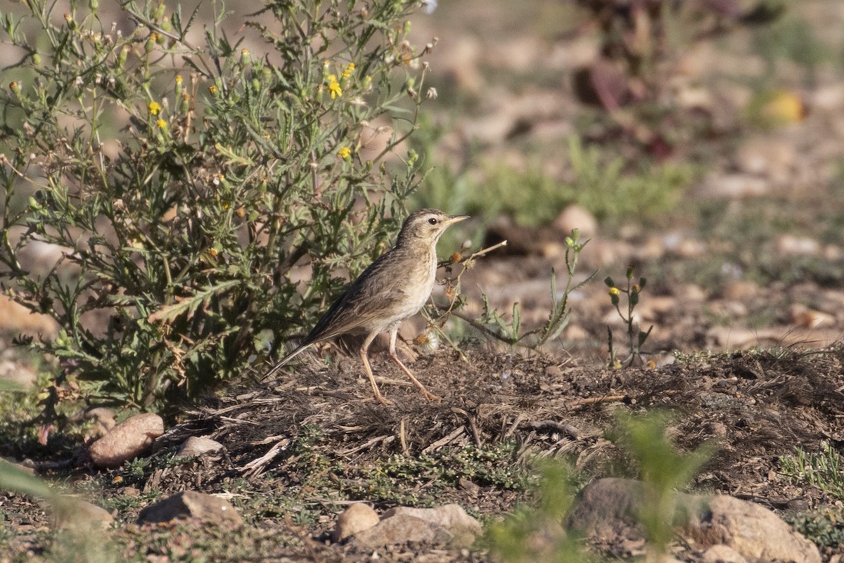 African Pipit - ML530101401