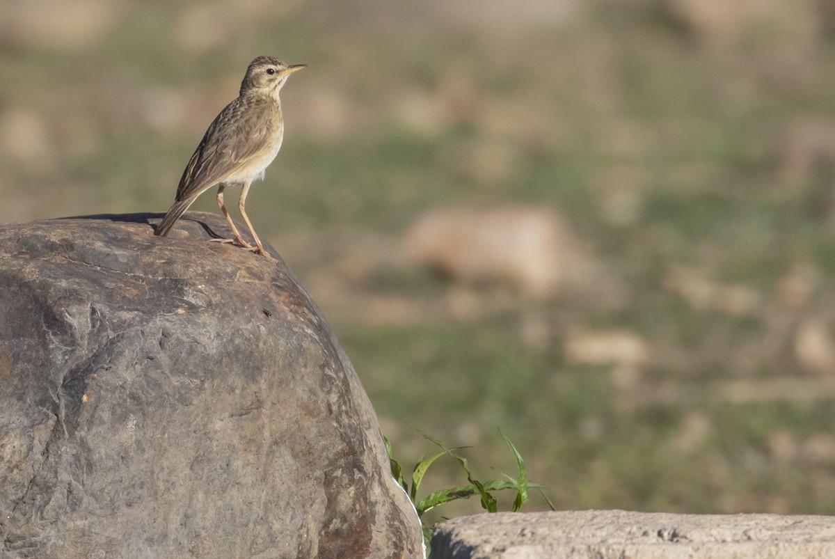 African Pipit - ML530101411
