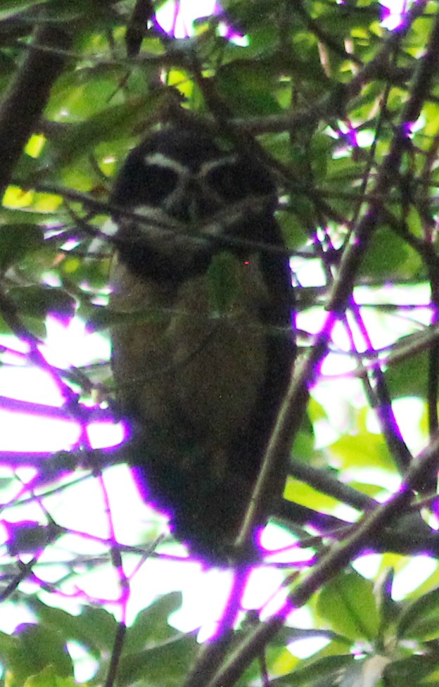 Spectacled Owl - ML53010371