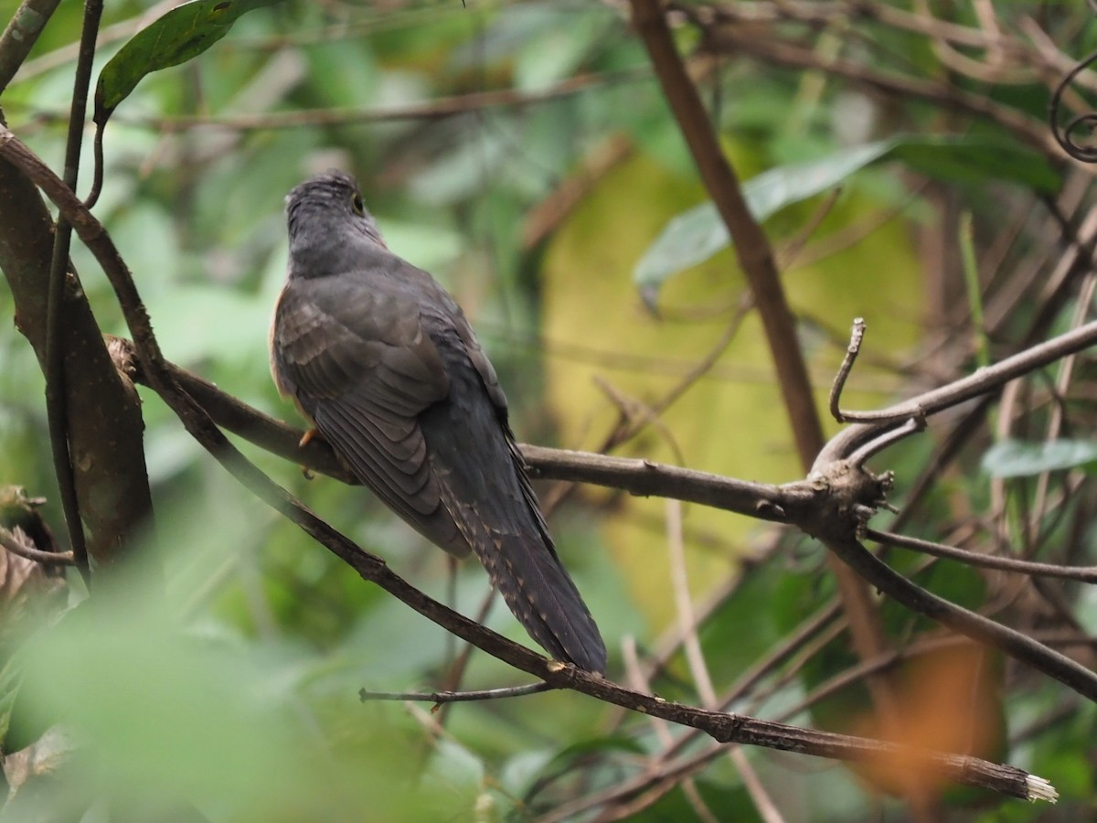 Brush Cuckoo (Sunda) - ML530105531