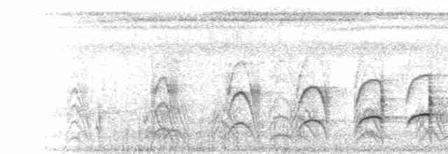  - Blue-cheeked Jacamar