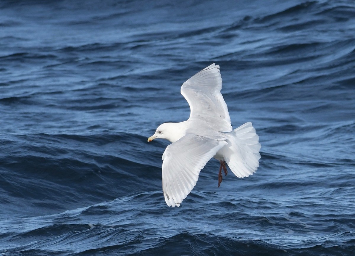 Iceland Gull (kumlieni) - Peter Paul