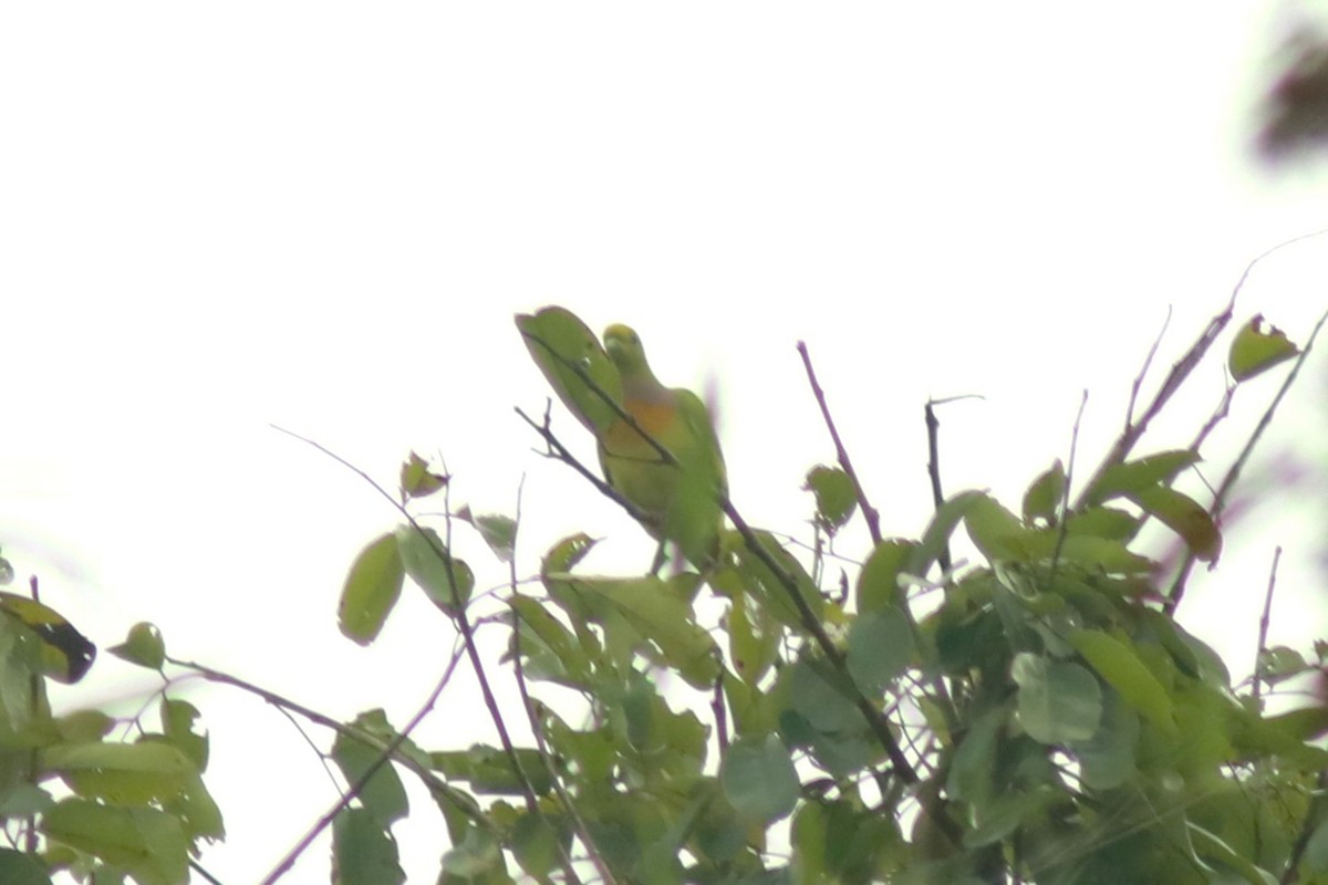 橙胸綠鳩 - ML530114091