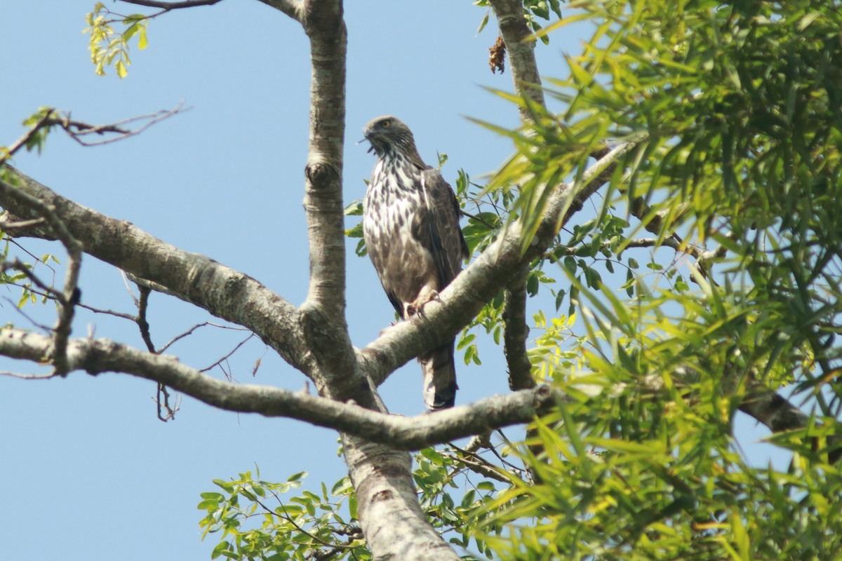 Changeable Hawk-Eagle (Crested) - Lekshmi  Jayakumar