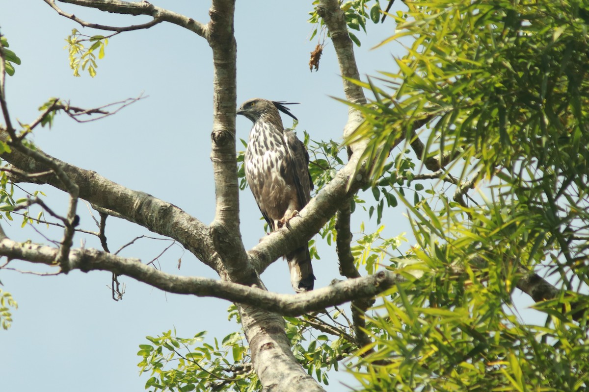 Changeable Hawk-Eagle (Crested) - Lekshmi  Jayakumar