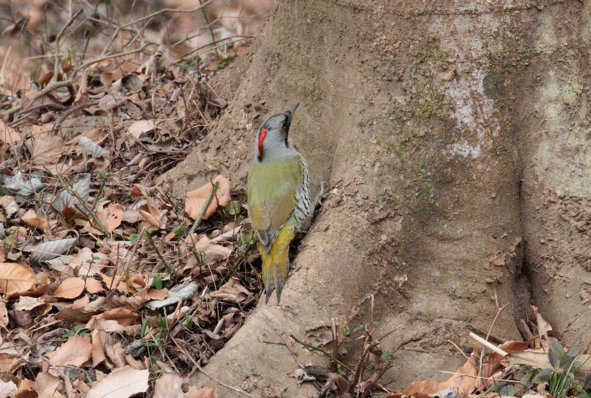 Japanese Woodpecker - ML530117161