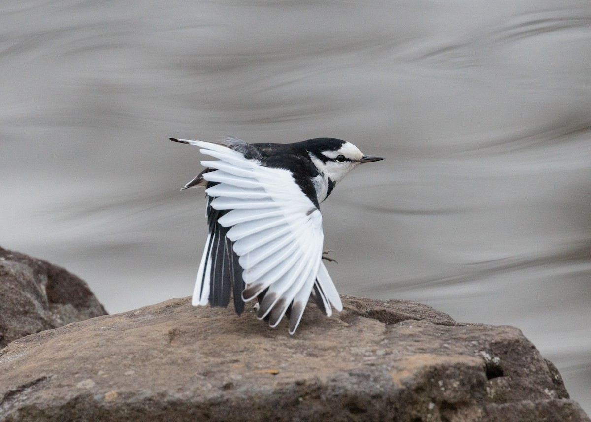 White Wagtail (Black-backed) - ML530118321