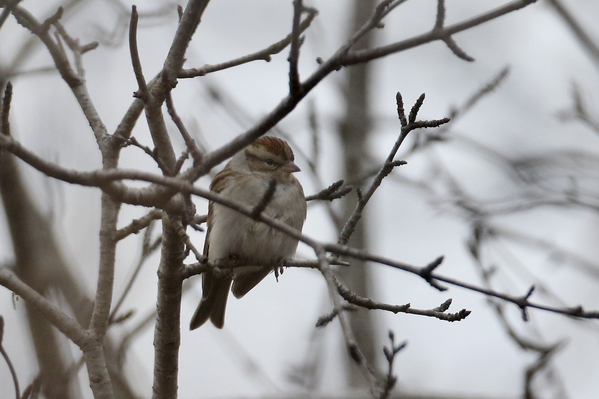 Chipping Sparrow - ML530118721