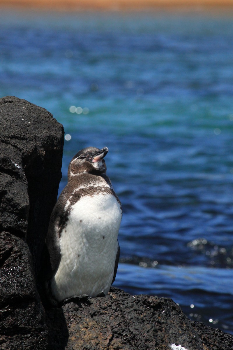 Galapagos Penguin - ML53011991