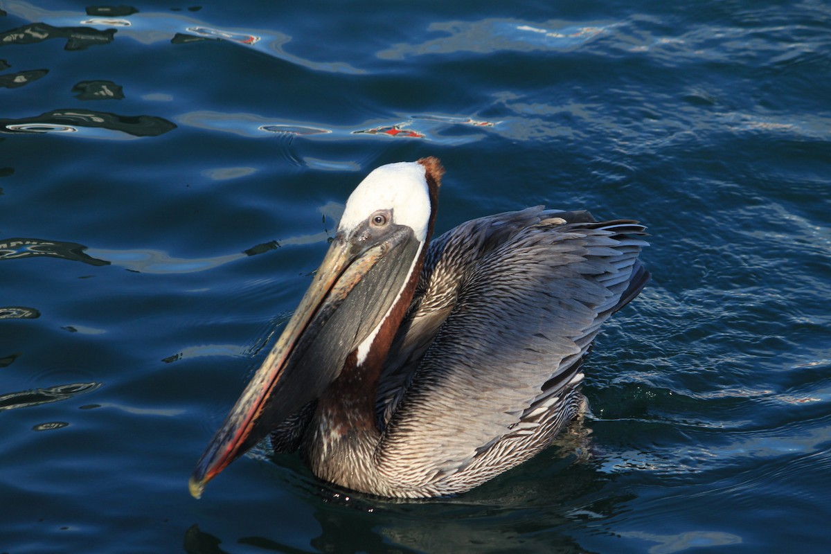 Brown Pelican - Nuno Gonçalves