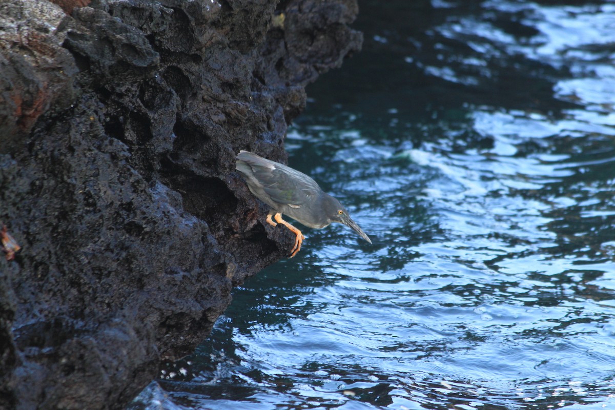 Striated Heron (Galapagos) - Nuno Gonçalves