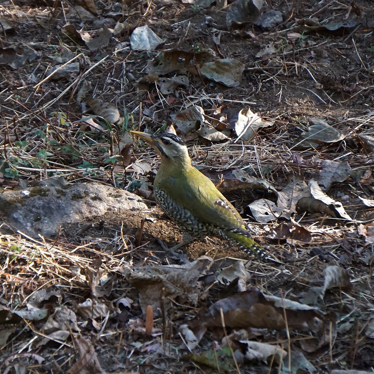 Scaly-bellied Woodpecker - ML530121771